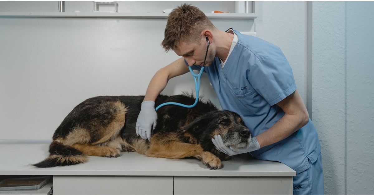 Día Del Veterinario: Guardianes de la Salud Animal